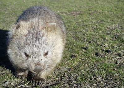 One of many wombats!